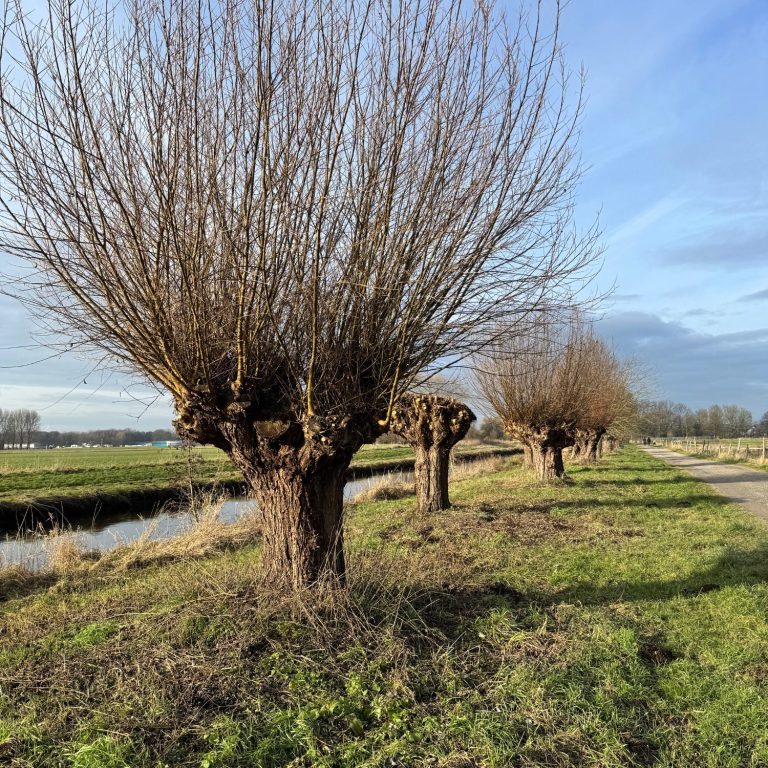 Kopfweiden prägen die Landschaft am Niederrhein. 