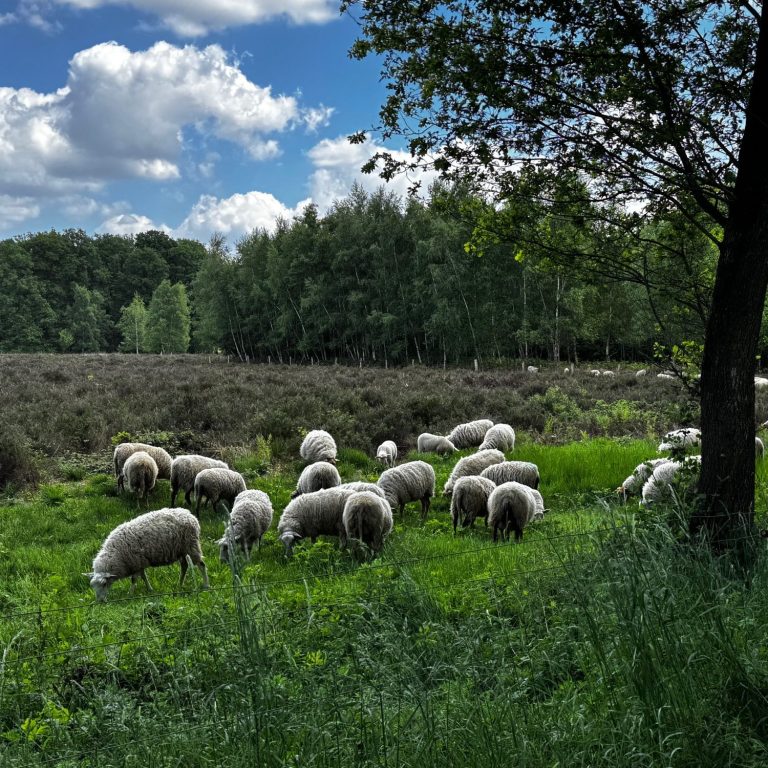 Schafe im Naturpark Schwalm Nette. Wir liegen in direkter Nähe zum Naturpark Schwalm Nette.
