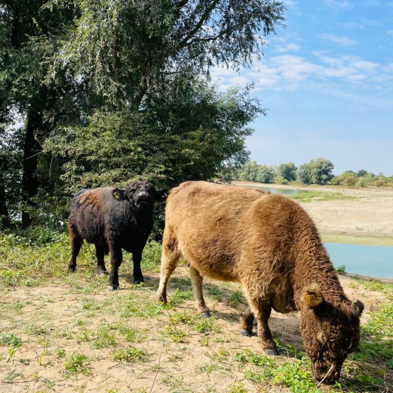 Freilaufende Rinder in der Millinger Waard. Millingen am Rhein in den Niederlanden mit der Millinger Waard.